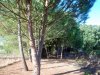 Pinhal_2016-10-05_2027