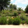 Roseiral_2008-06-09_3346