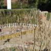Roseiral_2012-02-05_0930