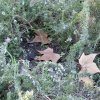 20171217_0428