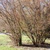 20171217_0436