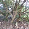 20171217_0452